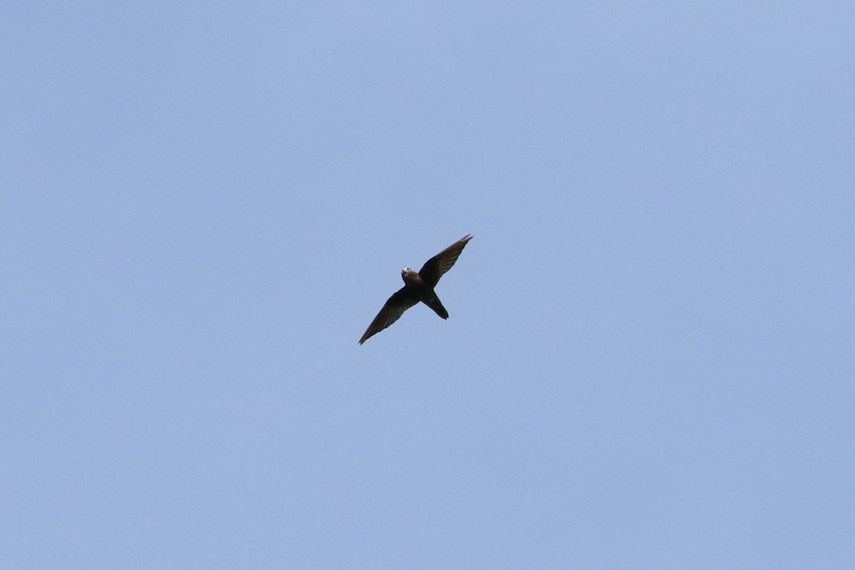 Spot-fronted Swift - ML492972651