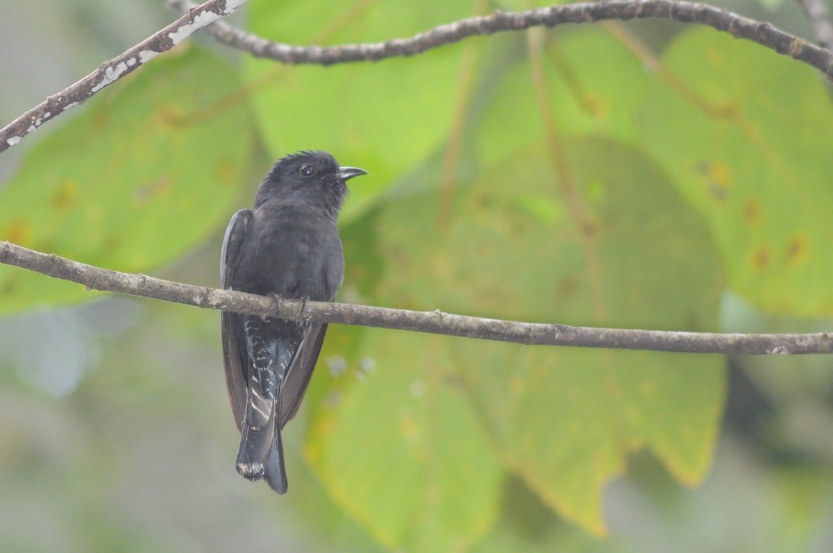 Square-tailed Drongo-Cuckoo - Warren Whaley