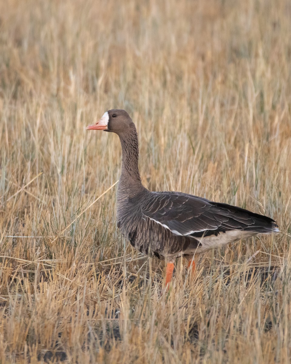 Greater White-fronted Goose - ML492978331