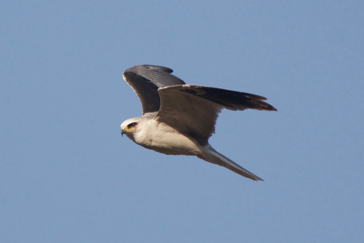 White-tailed Kite - Cory Gregory