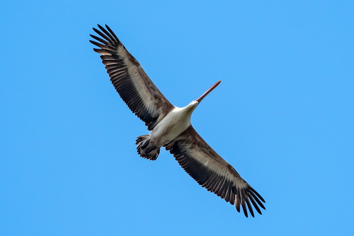 Spot-billed Pelican - Vivek Saggar