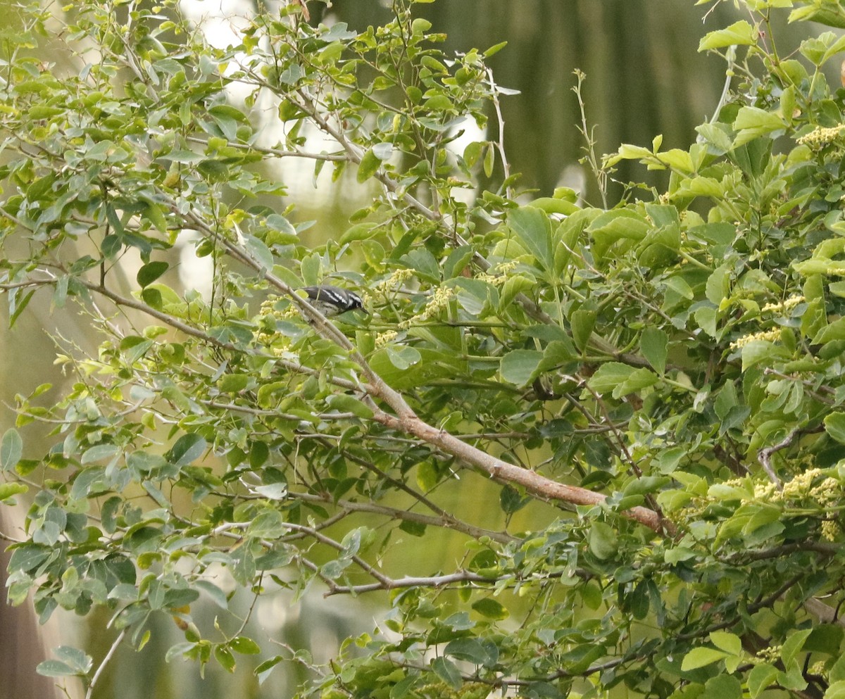 Yellow-throated Warbler - ML492984421