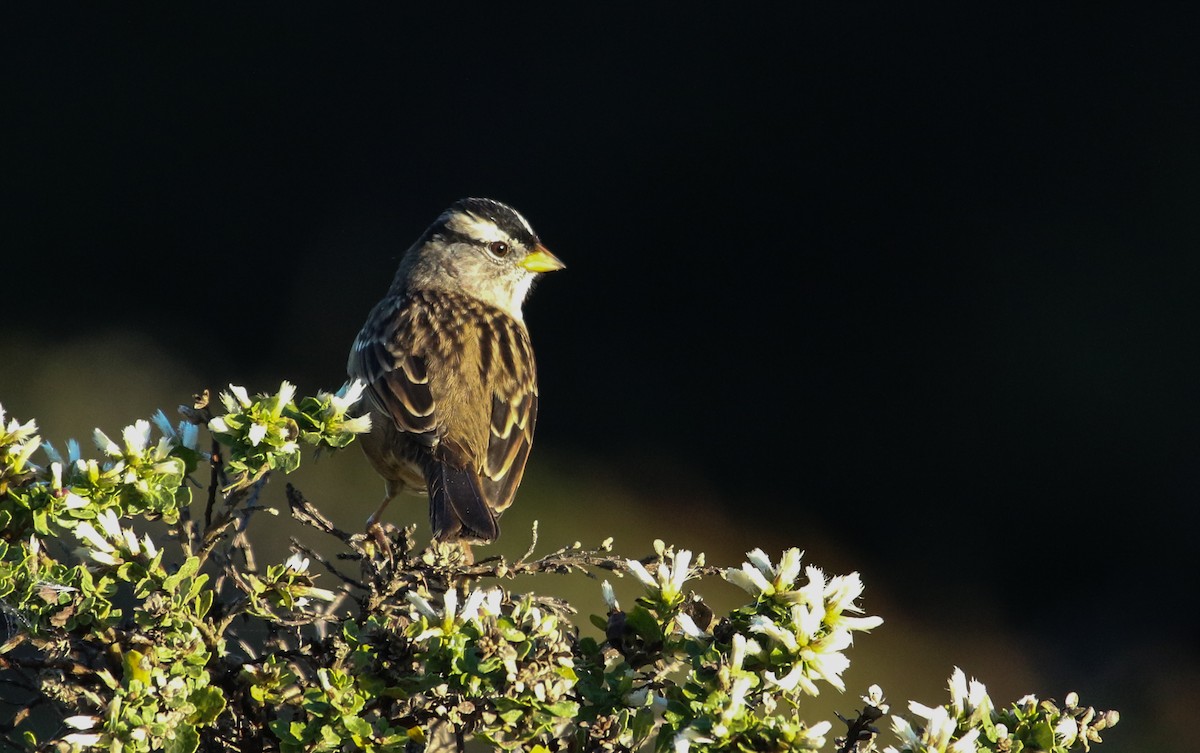 White-crowned Sparrow - ML492985091