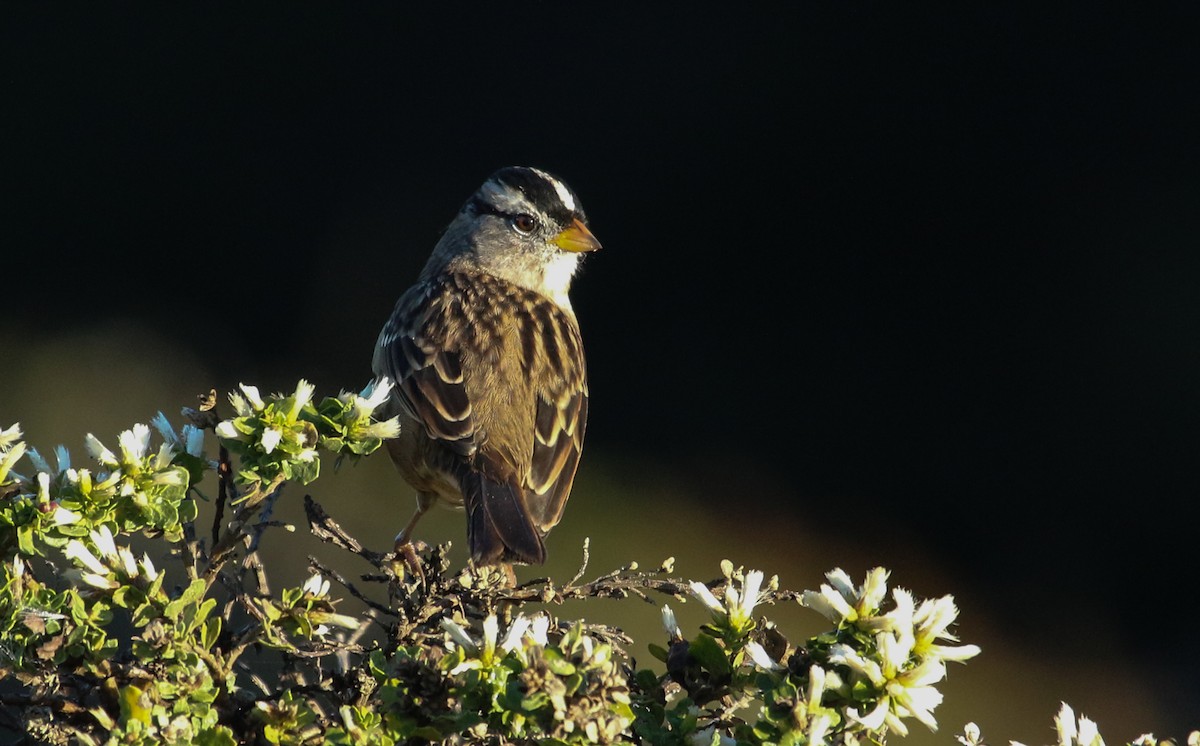 White-crowned Sparrow - ML492985151