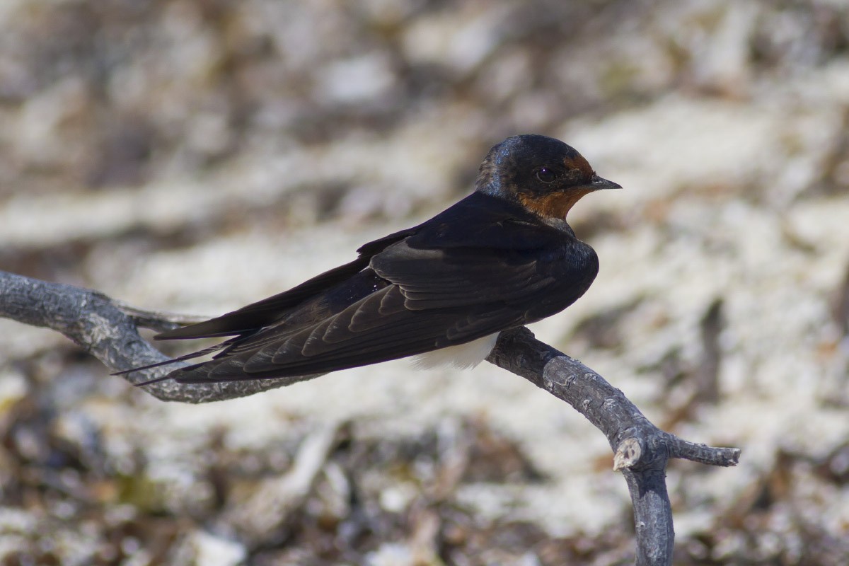 Barn Swallow (American) - ML49298541
