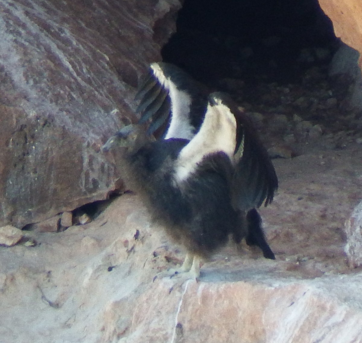 Ebird checklist 5 oct 2022 grand canyon national park marble