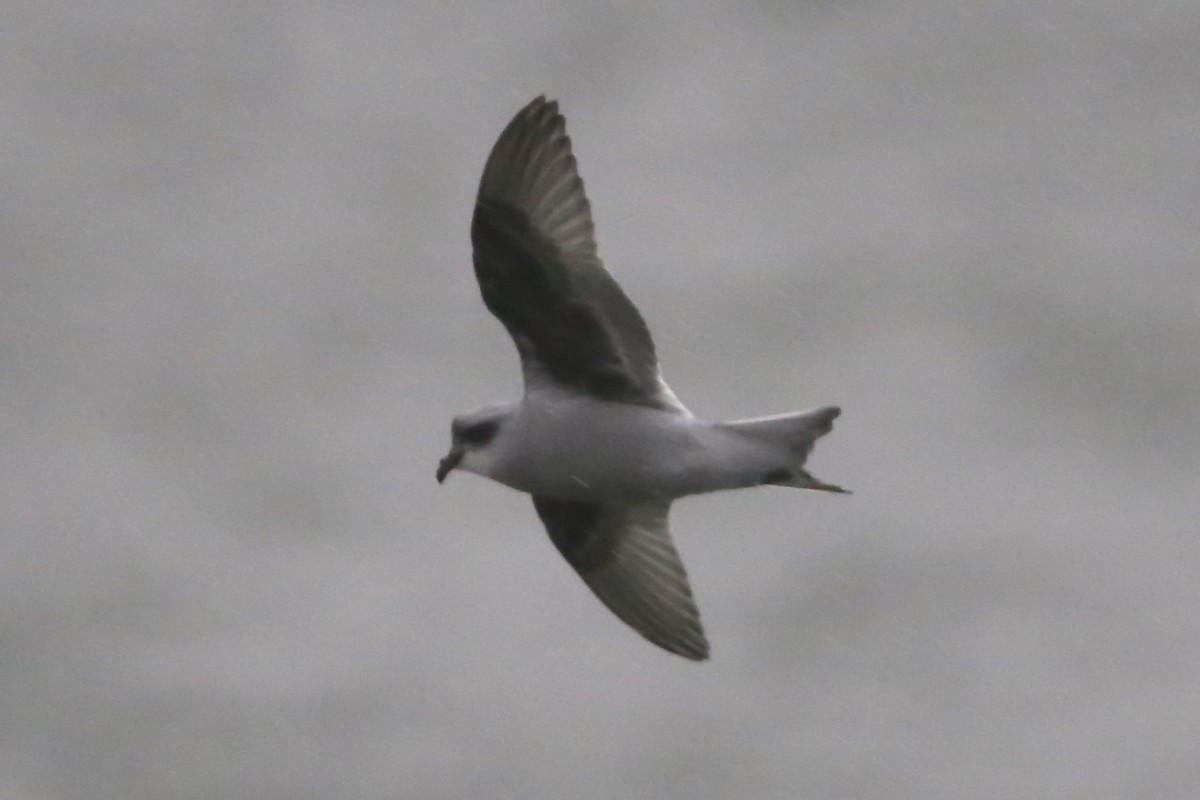 Fork-tailed Storm-Petrel - ML492988341