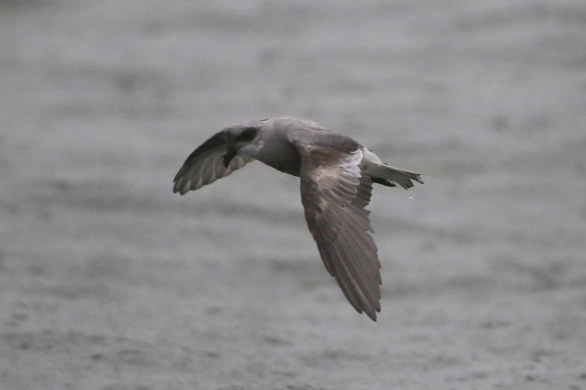 Fork-tailed Storm-Petrel - ML492988351