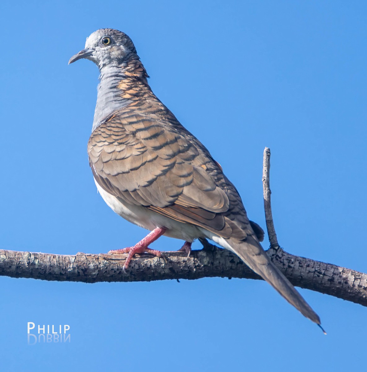 Bar-shouldered Dove - Philip Dubbin