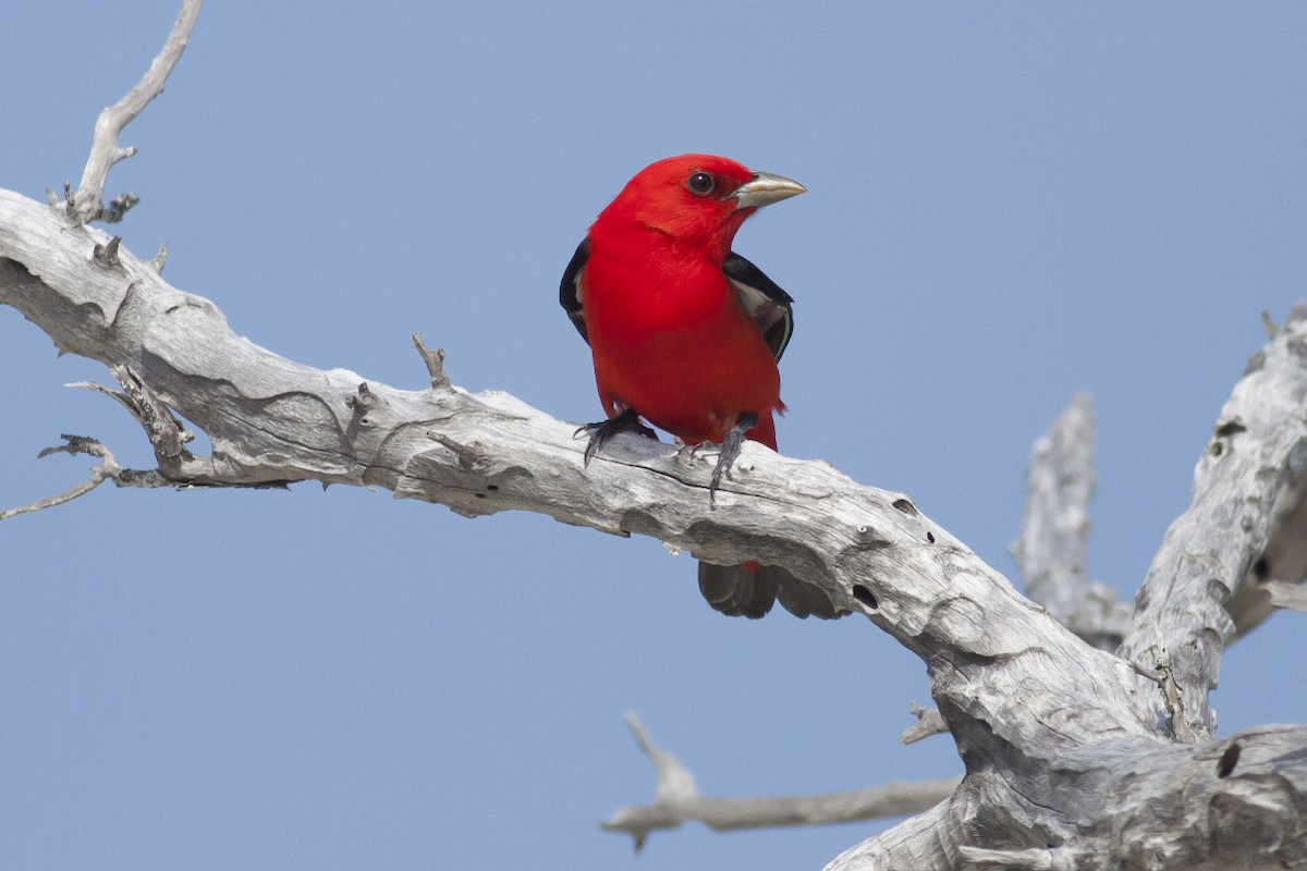 Scarlet Tanager - ML49298931