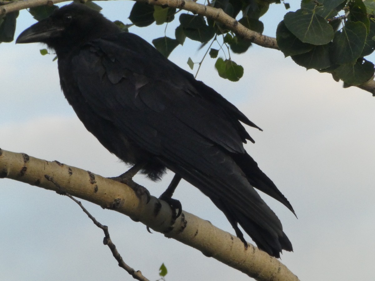 Common Raven - ML492995411