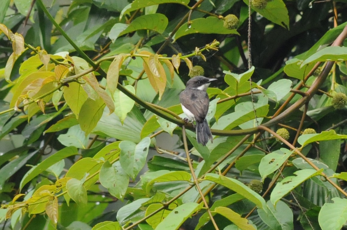 Black-winged Flycatcher-shrike - Warren Whaley