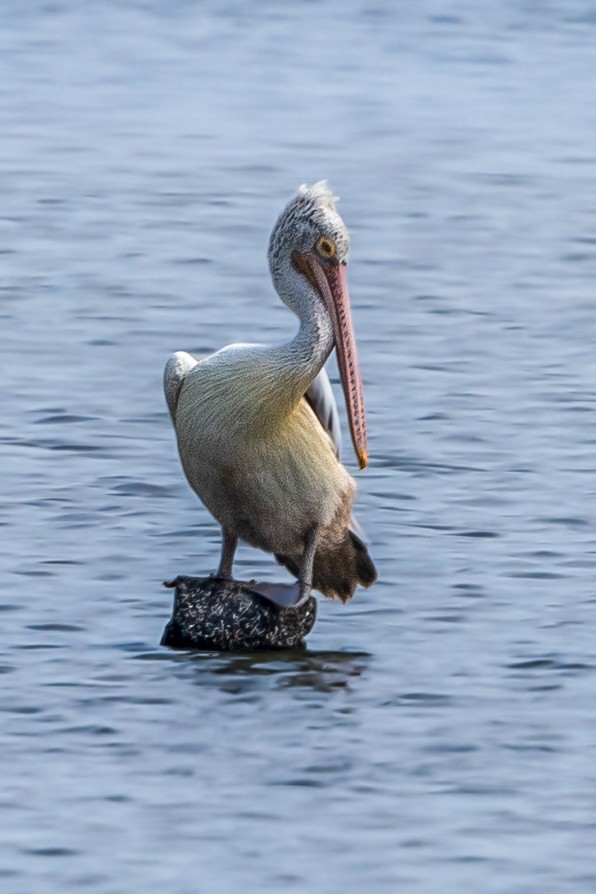 Spot-billed Pelican - Vivek Saggar