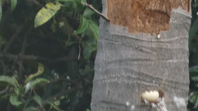 Pato Crestudo Afroasiático - ML493005301