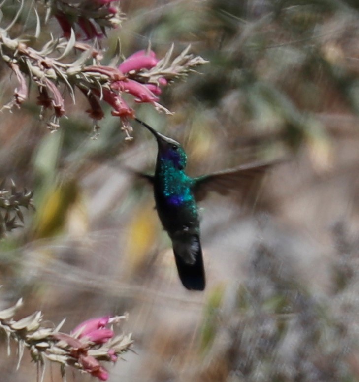 kolibřík modrolící - ML493006721