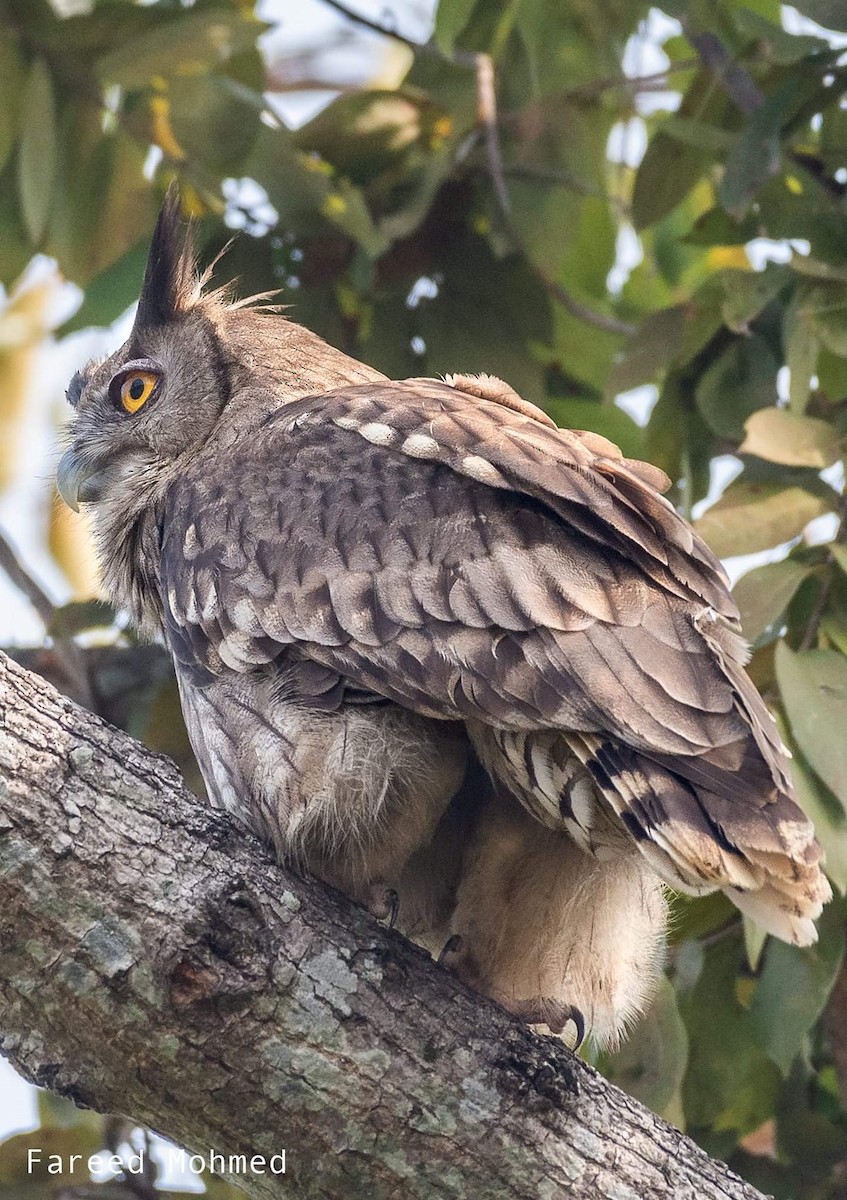 Dusky Eagle-Owl - ML493016131