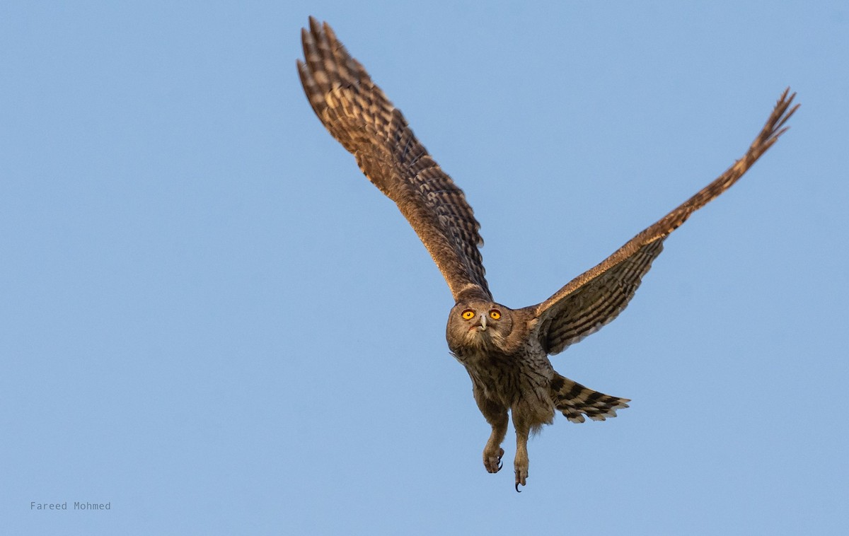 Dusky Eagle-Owl - ML493016141