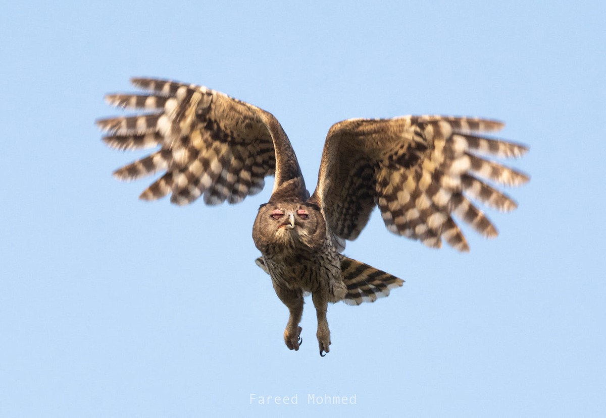 Dusky Eagle-Owl - ML493016151