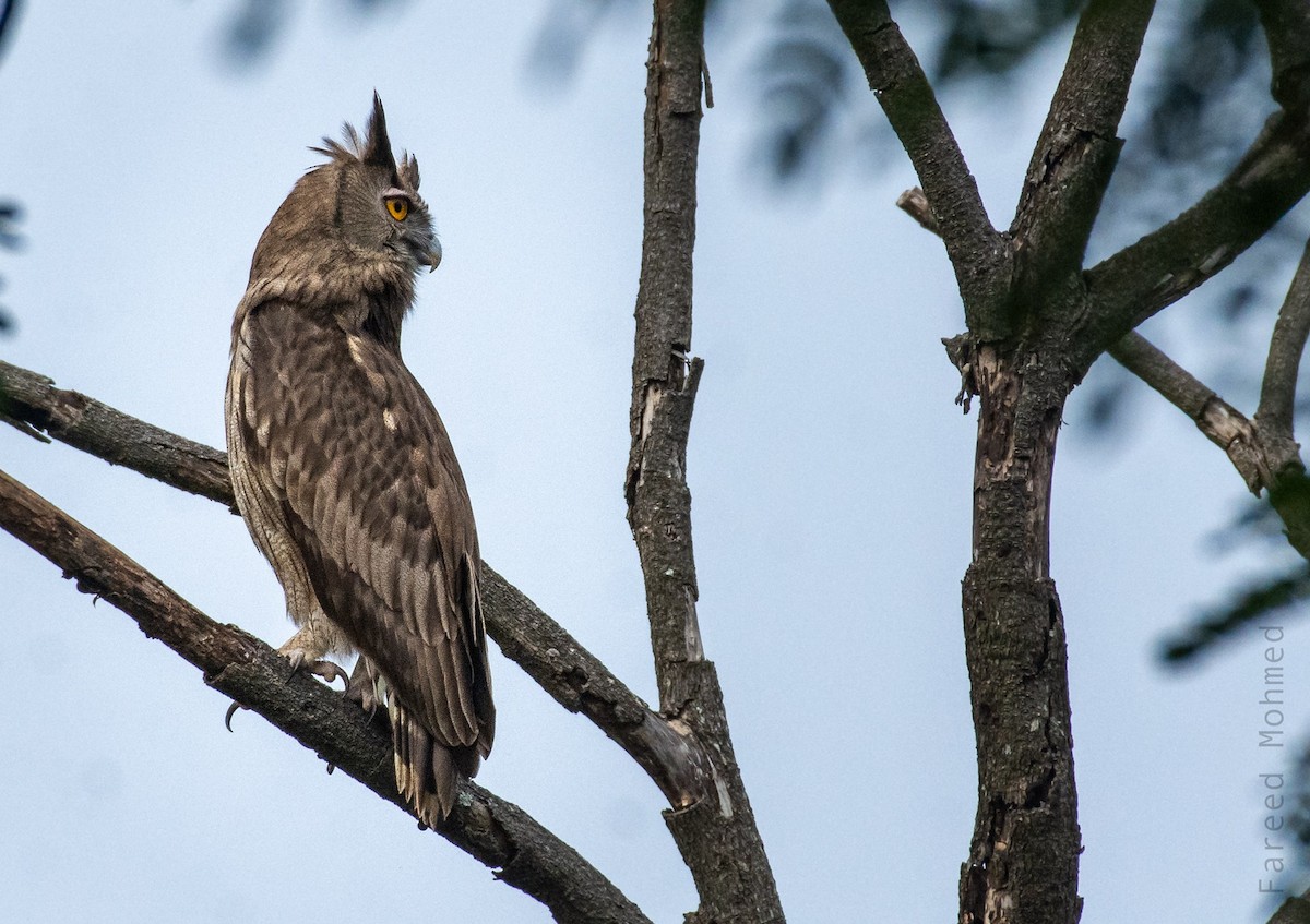 Dusky Eagle-Owl - ML493016181