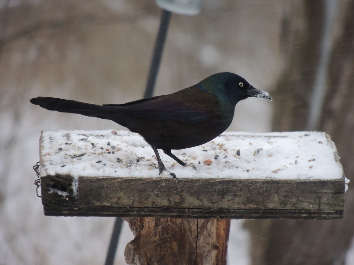 Common Grackle - Melody Walsh