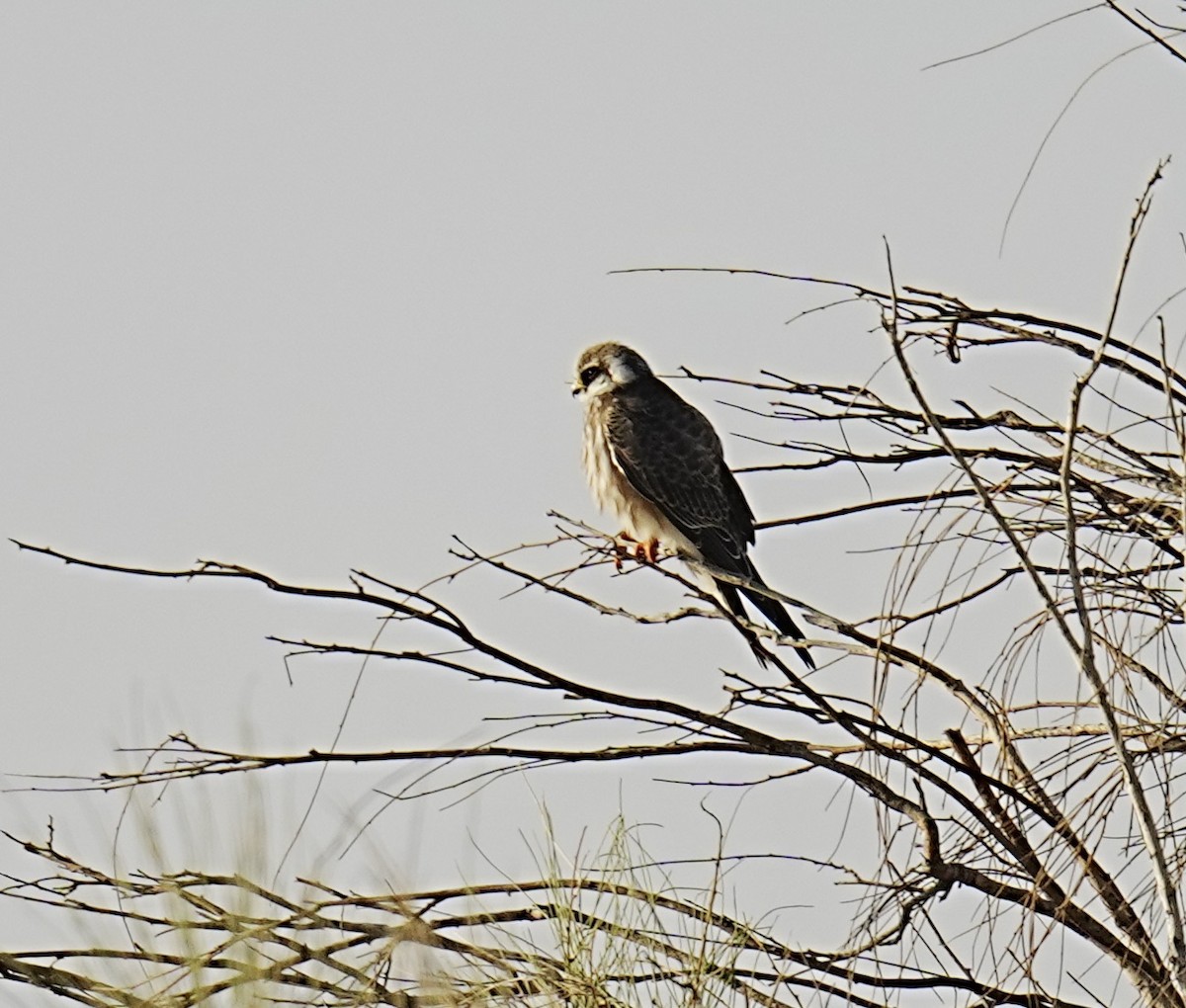 Red-footed Falcon - ML493016271