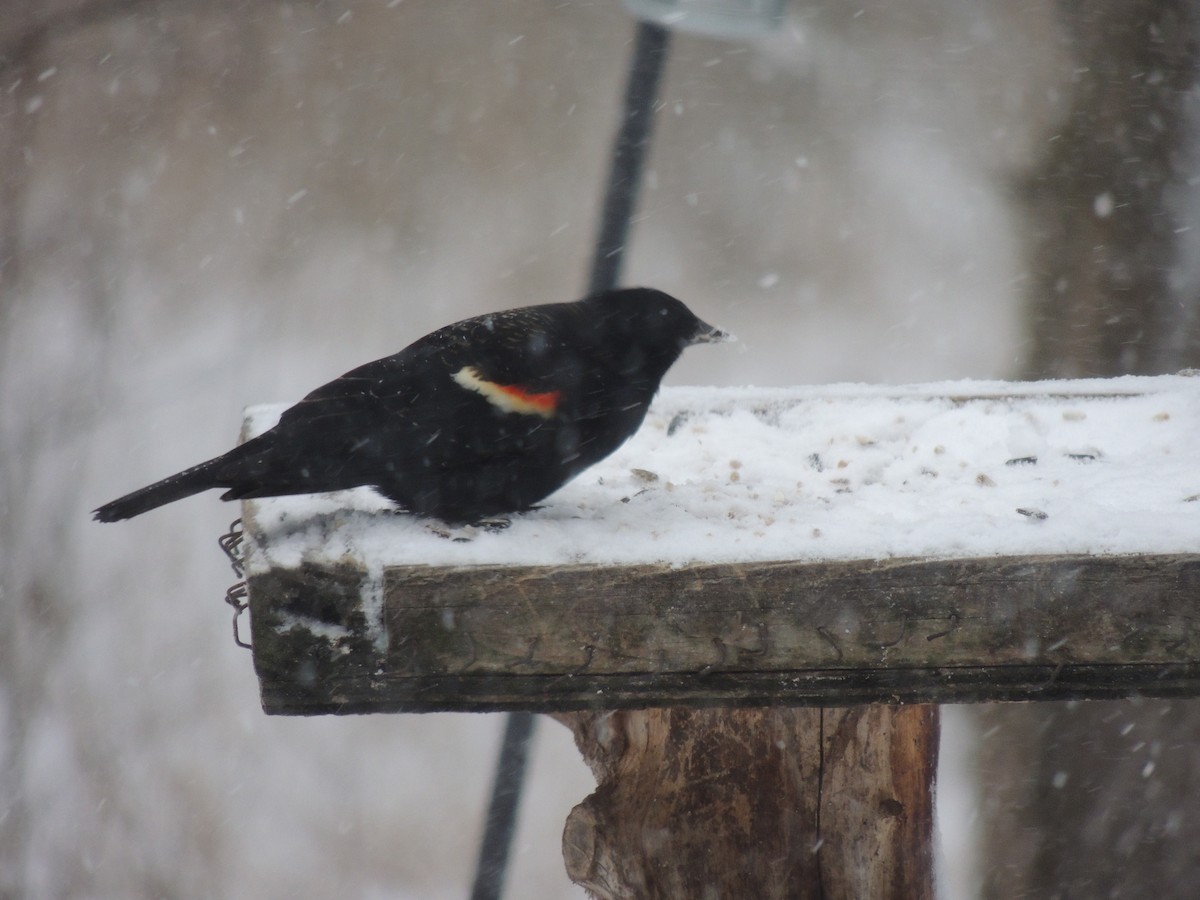 Red-winged Blackbird - Melody Walsh