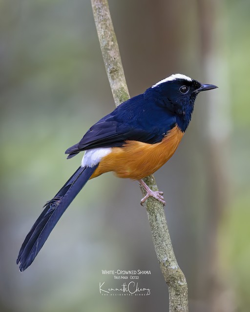 Photos - White-crowned Shama - Copsychus stricklandii - Birds of the World