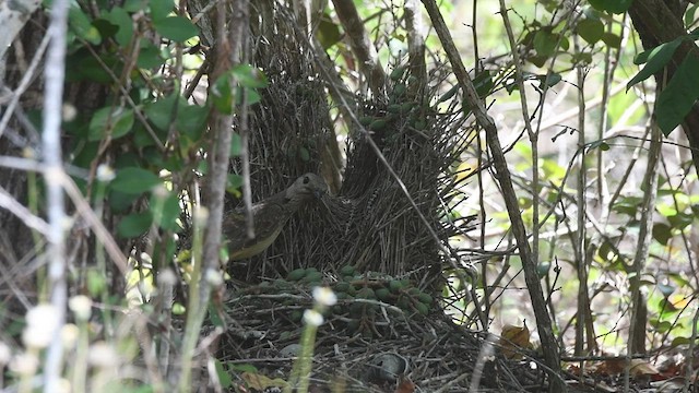 Fawn-breasted Bowerbird - ML493017571