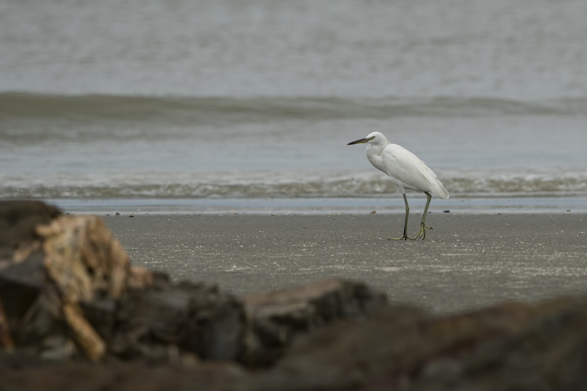 Chinese Egret - Wai Loon Wong