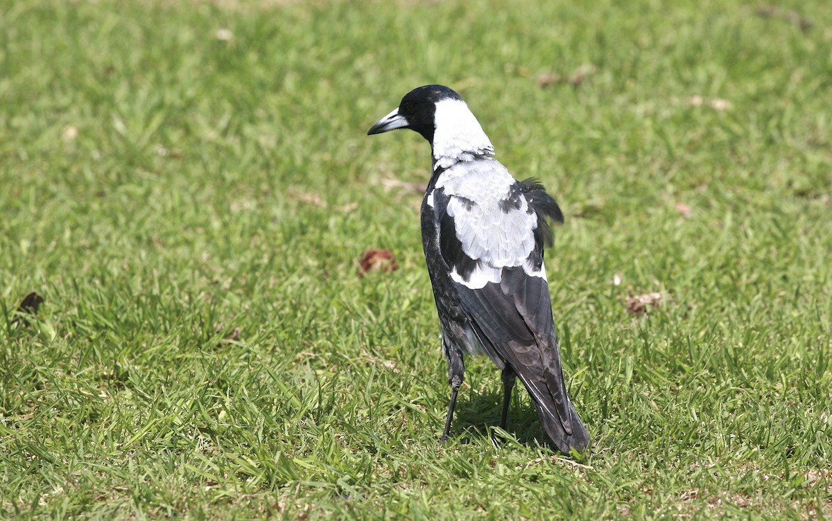 Australian Magpie (Black-backed x White-backed) - Anonymous