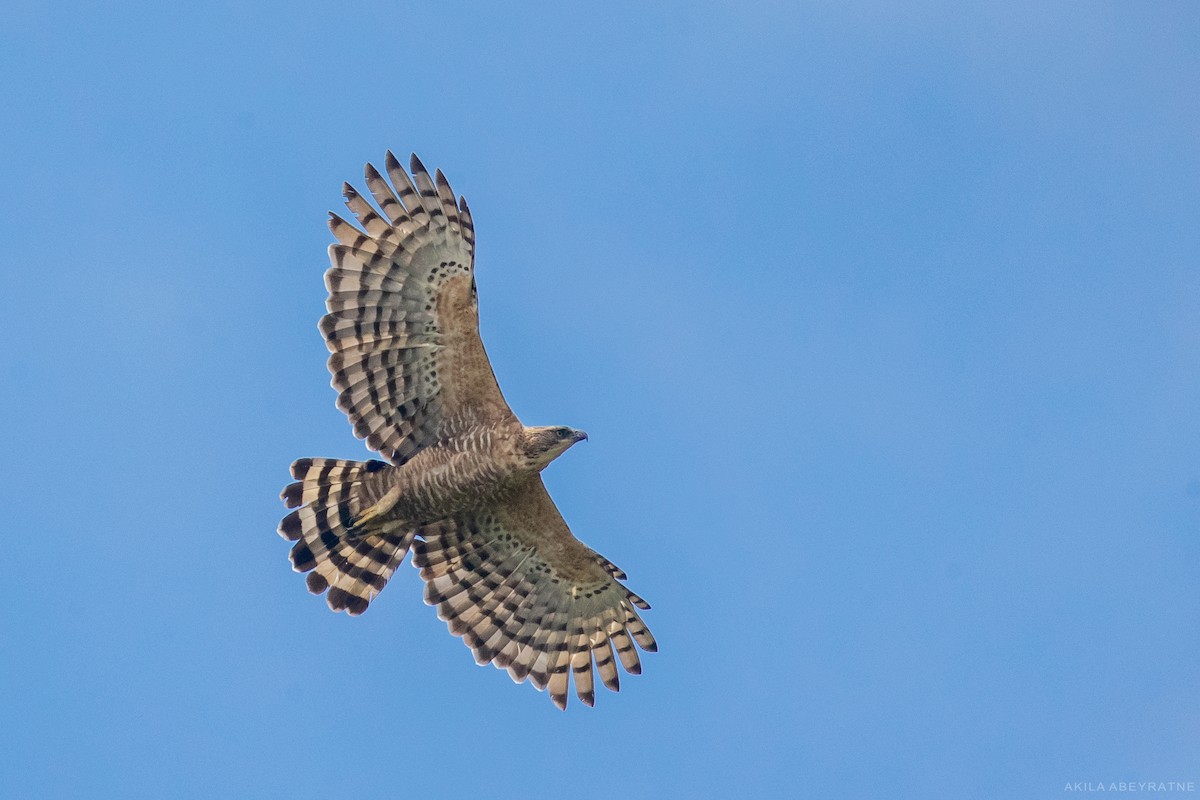 Legge's Hawk-Eagle - Akila Abeyratne