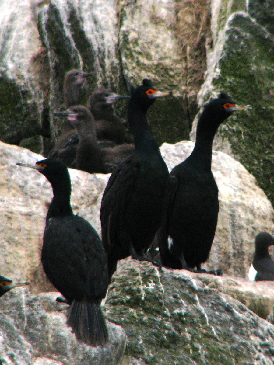 Red-faced Cormorant - ML493024871