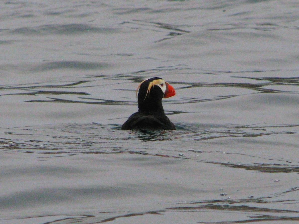 Tufted Puffin - ML493025001