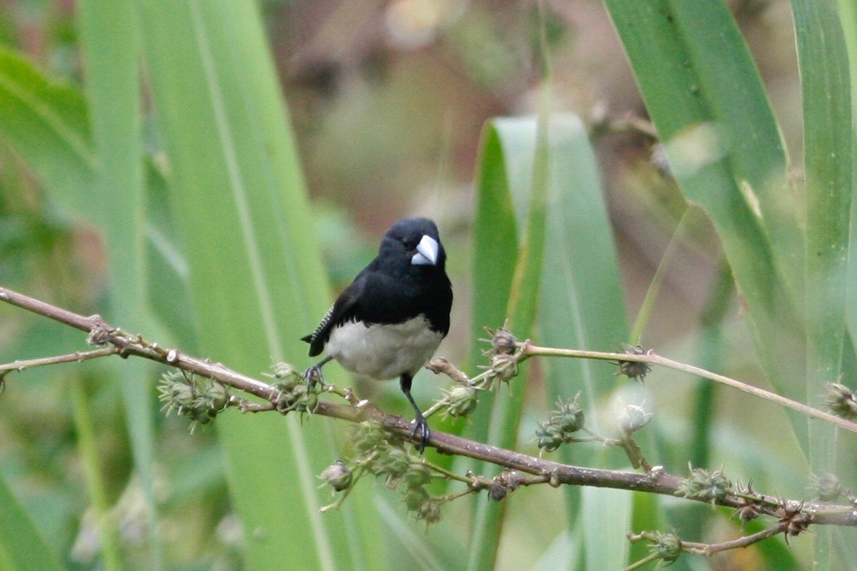 svartryggmannikin (bicolor/poensis) - ML49302861
