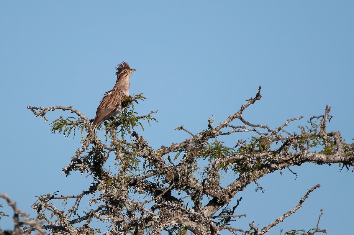 Striped Cuckoo - Raphael Kurz -  Aves do Sul