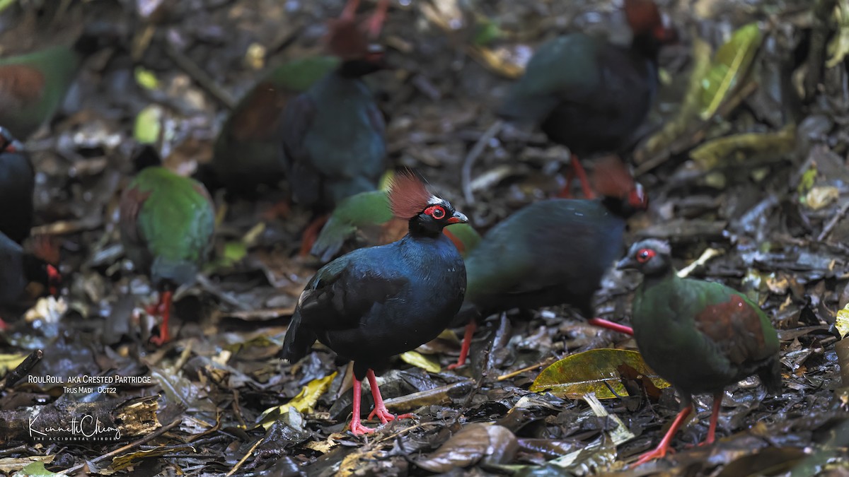 Crested Partridge - ML493029241