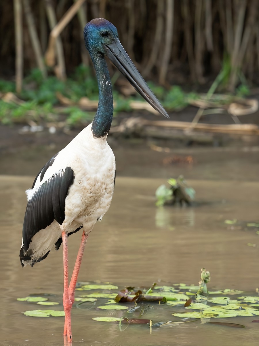 Black-necked Stork - Matthew Egan