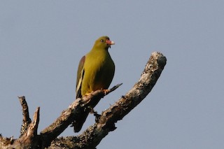 African Green-Pigeon, ML49303451