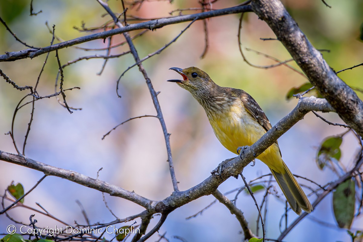 Yellow-breasted Bowerbird - Dom Chaplin