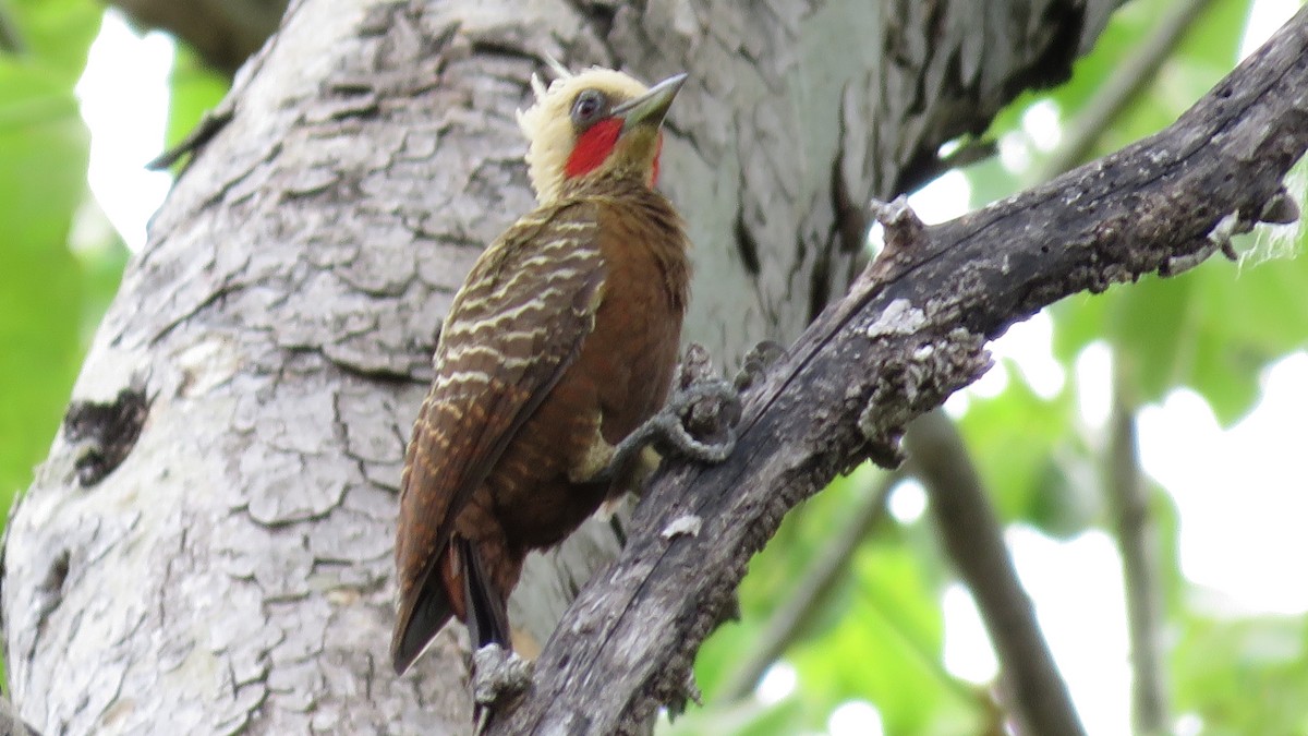 Pale-crested Woodpecker - ML493038821