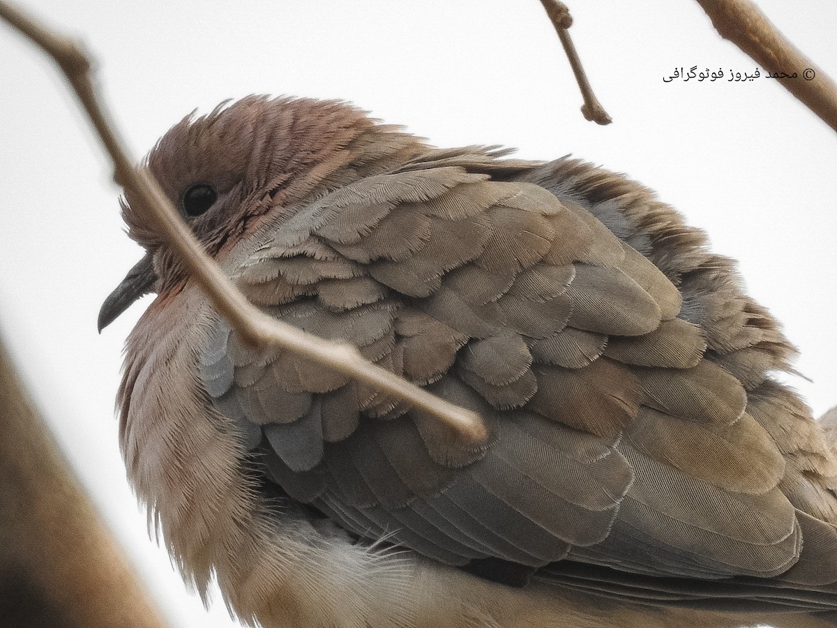 Laughing Dove - ML493040991