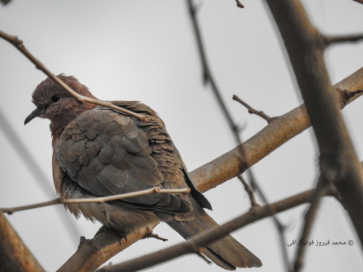 Laughing Dove - ML493041001