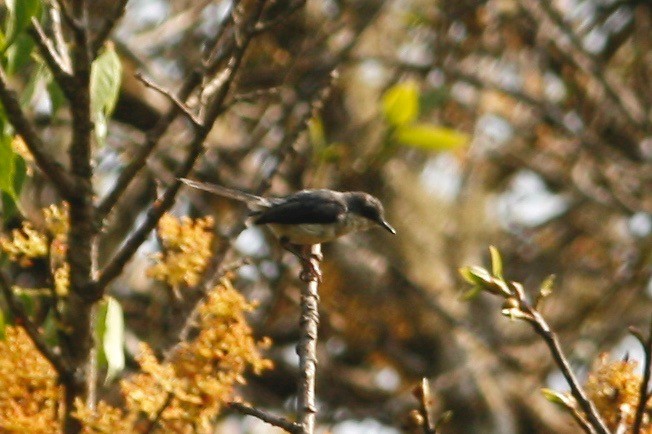 Gray Apalis (Sclater's) - ML49304121