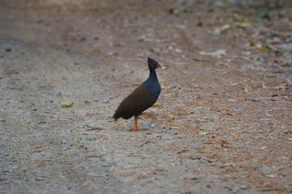 Orange-footed Megapode, ML493044471