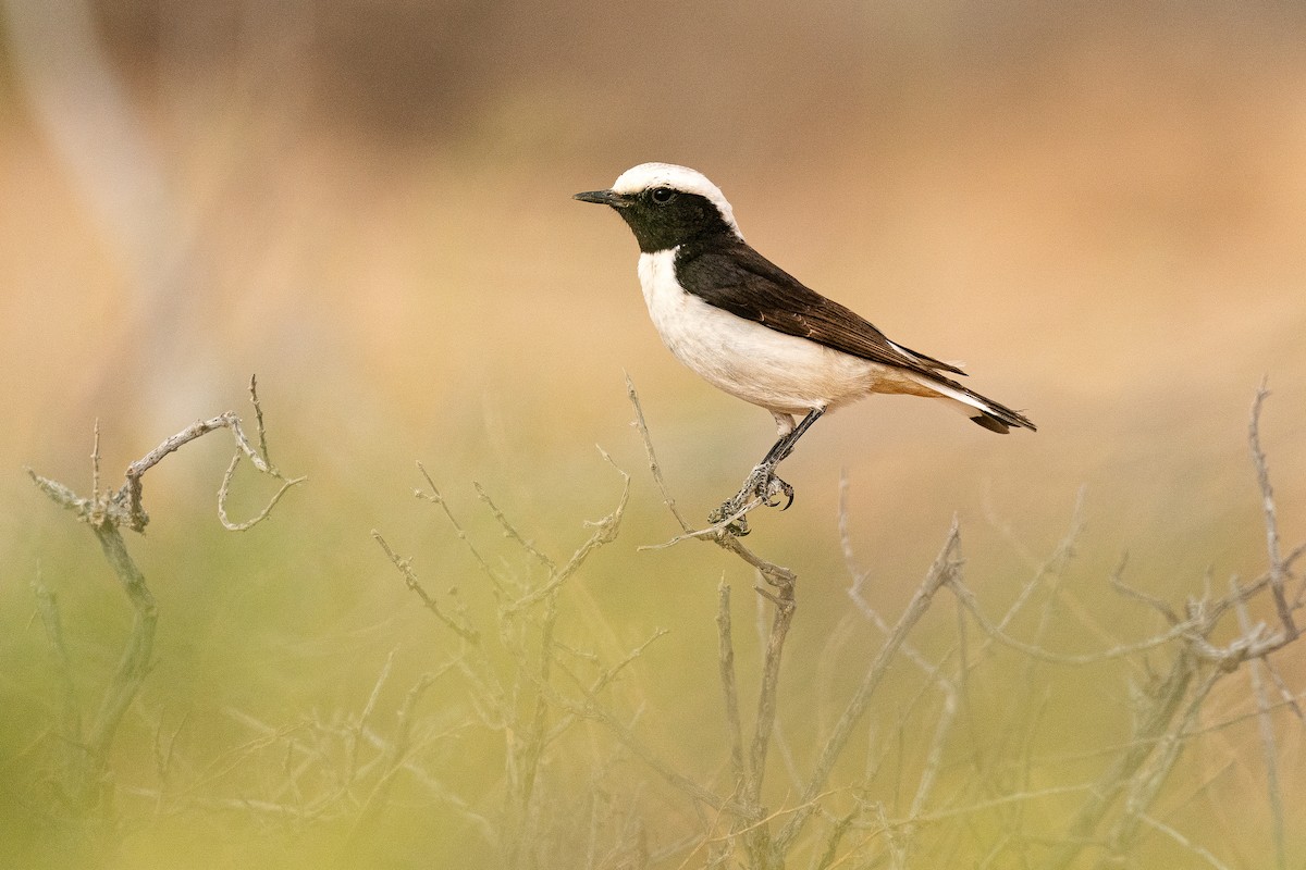 Mourning Wheatear (Mourning) - Jérémy Calvo