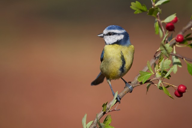 Similar species:&nbsp;Eurasian Blue Tit (<em class="SciName notranslate">Cyanistes caeruleus</em>). - Eurasian Blue Tit - 