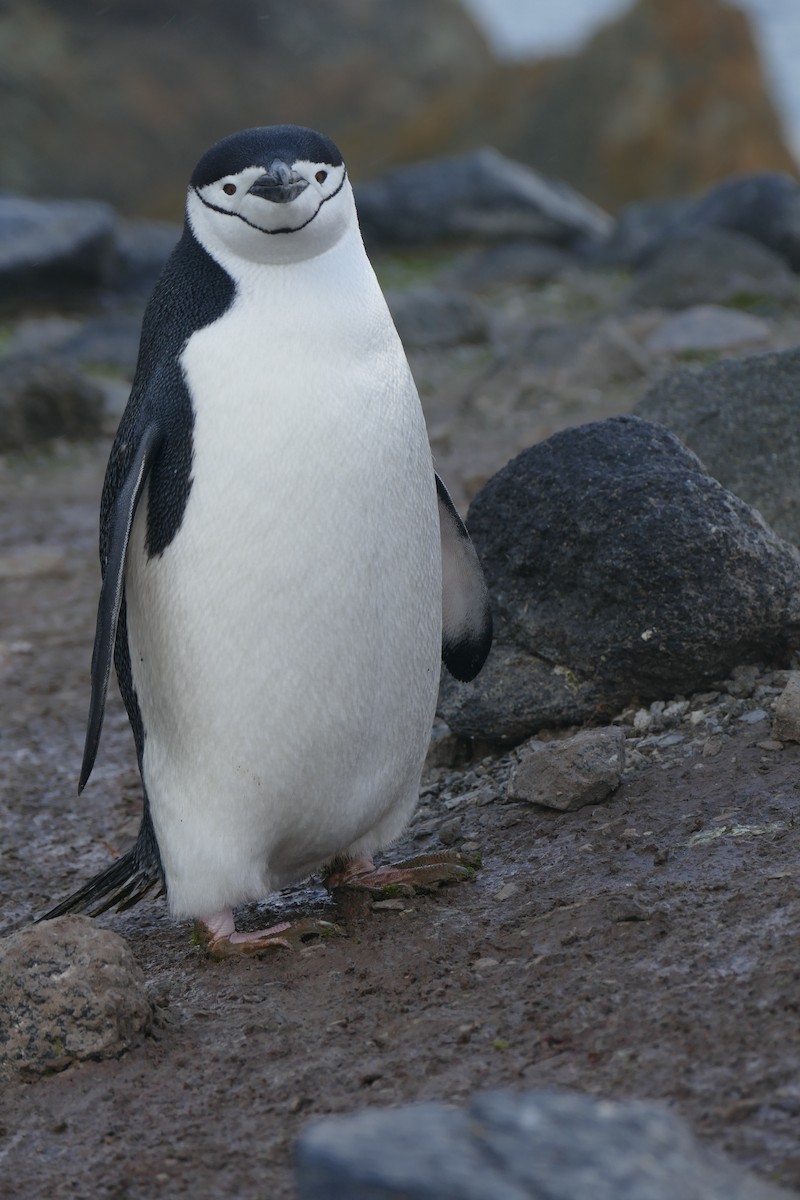 Антарктический пингвин - ML493048441