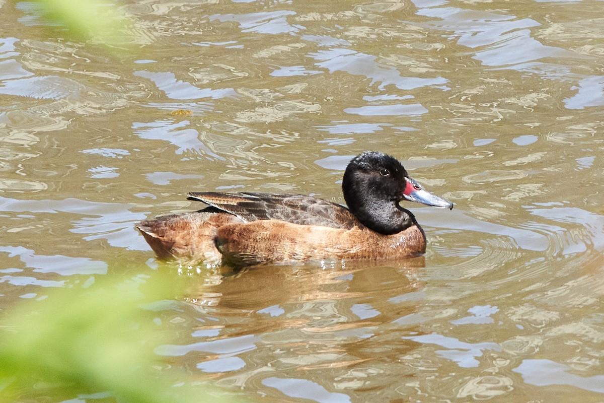 Black-headed Duck - ML493049981