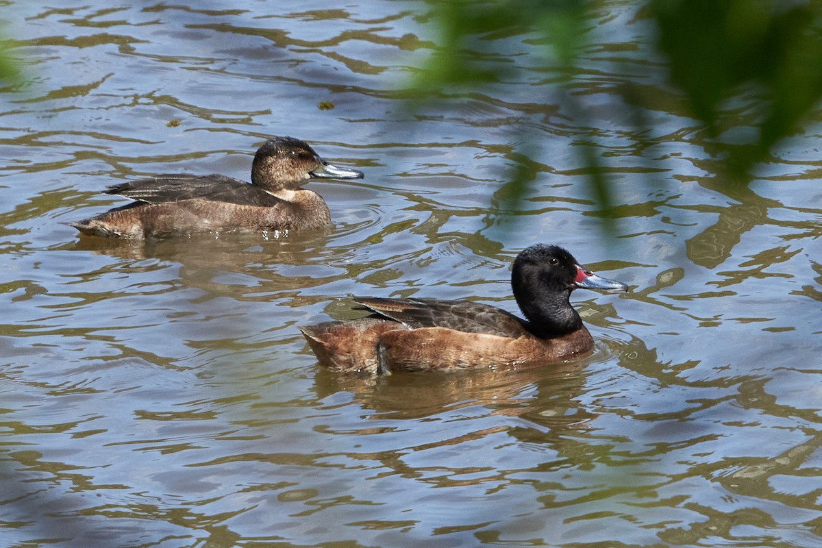 Black-headed Duck - ML493049991