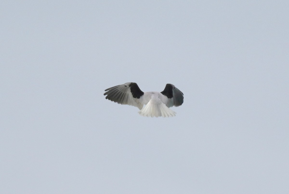 Black-shouldered Kite - Sarah Foote